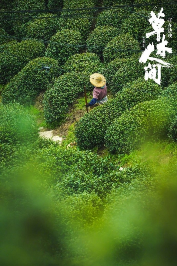 电影《草木人间》草木画卷剧照 大自然迸发的生命力