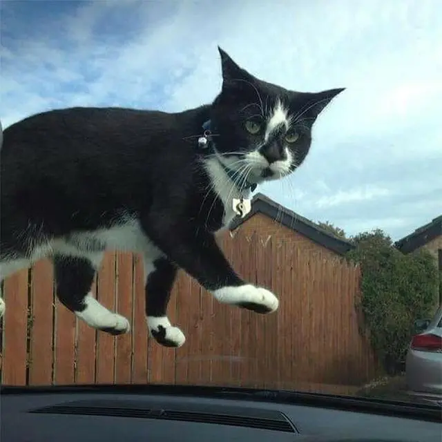 小猫猫也会躺平摆烂！这组搞笑的动物照片萌到你了吗-绿好游